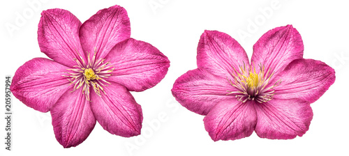 Clematis pink flower isolated white background