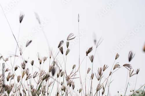 meadow flowers in soft warm light. Vintage autumn landscape blurry natural background