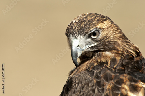 Red Tailed Hawk Portrait