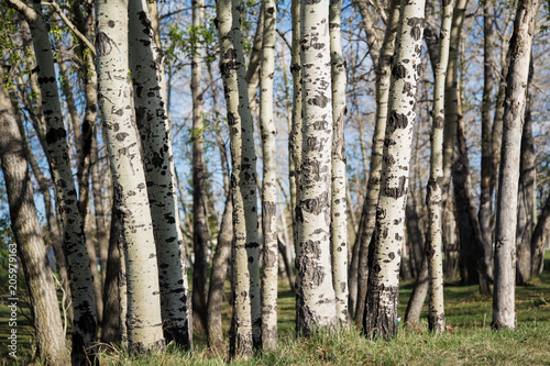 Grove of Poplar Trees in the spring; fresh green leaves on a forest of poplar trees