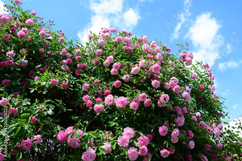 Kletterrosen in rosa, Ramblerrosen in voller Blüte