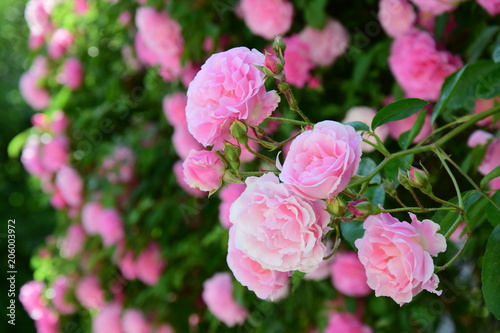 Ramblerrosen, Kletterrosen im Garten