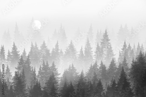 Minimalist forest in fog. Monochrome coniferous forest in fog. Digital painting.