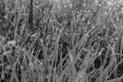 Dewdrops on the grass in the morning
