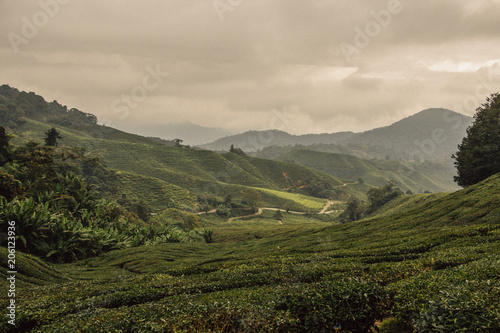 Widok na pola herbaty w Malezji