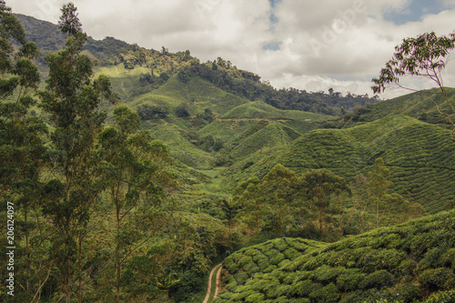Pola herbaciane w Cameron Highlands, Malezja