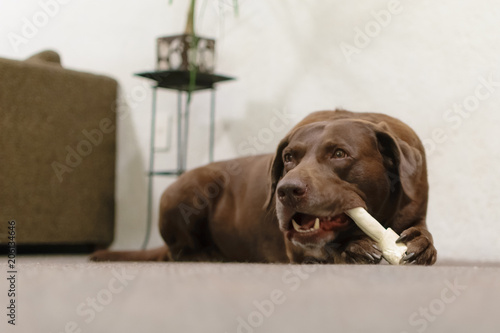 Perro labrador comiendo hueso 