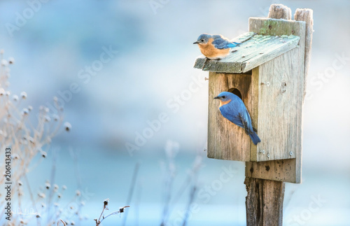 A pair of Eastern Bluebirds on a nesting box in Spring. 