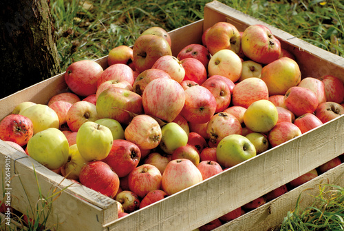 Pommes à cidre en cageot bois, Calvados, Normandie, France