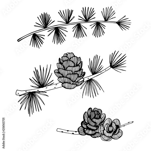 Hand drawn branch and cones of larch on white background. Vector sketch illustration.