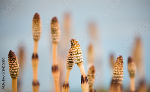 brown common horsetail on blue background