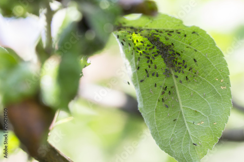 Rosy apple aphids on the inside of the leaf.Agricultural pest