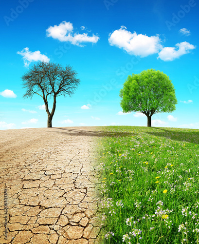 Dry country with cracked soil and meadow with growing tree. Concept of change climate or global warming.