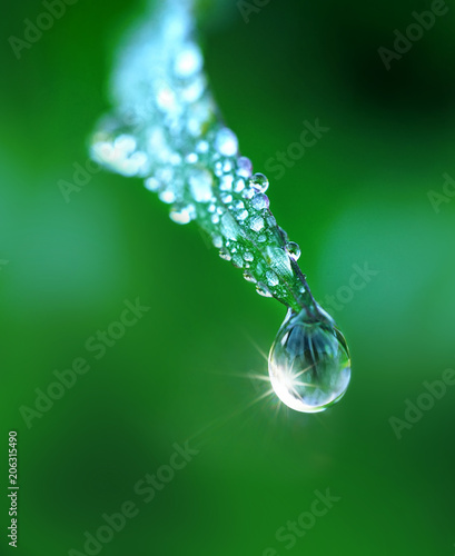 Beautiful water drop on grass sparkles in the sunlight on nature close-up macro. Fresh juicy green grass in droplets of morning dew outdoors.