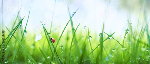 Fresh juicy young grass in droplets of morning dew and a ladybug in summer spring on a nature macro. Drops of water on the grass, natural wallpaper, panoramic view, soft focus.