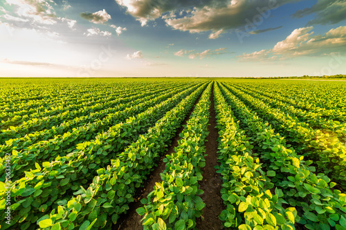 Green ripening soybean field, agricultural landscape