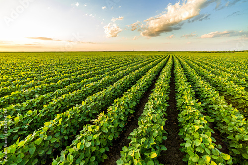 Green ripening soybean field, agricultural landscape