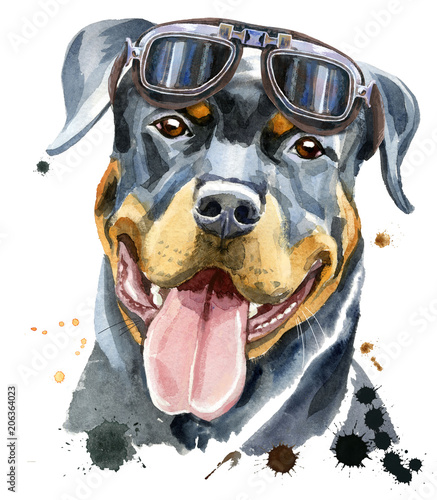 Watercolor portrait of rottweiler