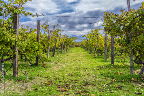 Colorful vineyards landscape with dramatic blue cloudy sky. Fallen brown leaves