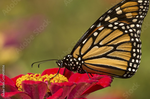 Monarch butterfly on a dahlia flower in Connecticut.