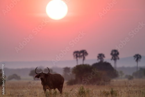 Buffalos at sunset in Liwonde N.P. - Malawi