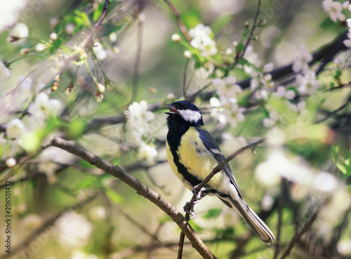 cute bird tit sings a beautiful song in spring garden on branch in may flowers