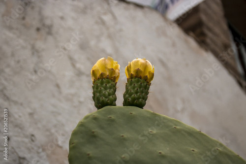 Flor Amarilla de tuna Ayacucho