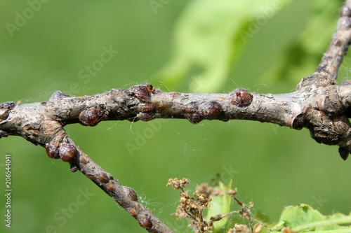 Oak soft scale or Parthenolecanium rufulum on oak (Quercus robur) branches