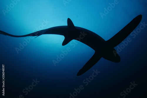 Rare underwater encounter with a thresher shark while scuba diving