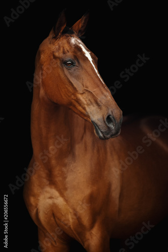Portrait of Budyonny horse on a black background