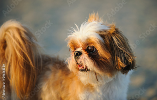 Shih Tzu dog outdoor portrait 