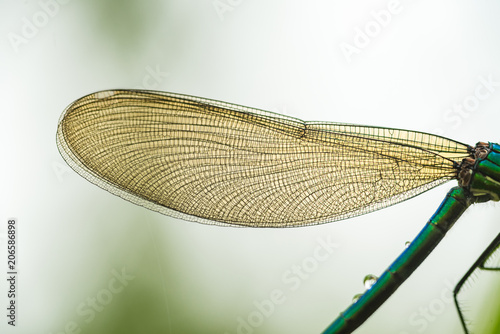 macro shooting. green dragonfly. wing