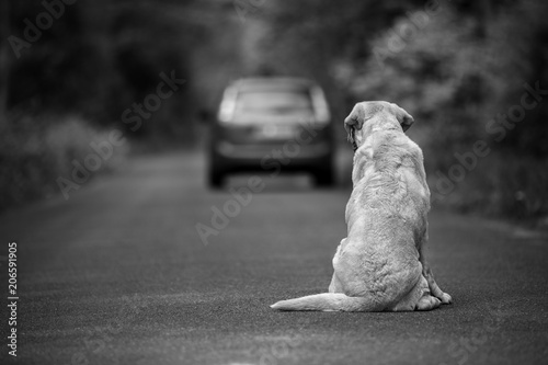 Abandoned dog on the road