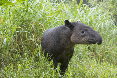 Baird's Tapir (Tapirus bairdii) In Northern Cloud Forest of Costa Rica