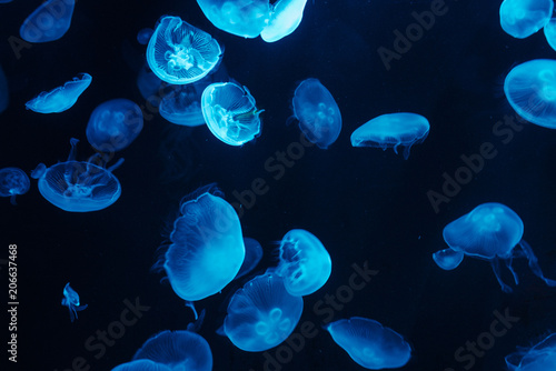 Multiple blue marine Jellyfish in a tank aquarium