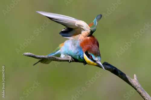 European bee-eater with open wings sits on an inclined branch on a blurred green background in bright sunlight