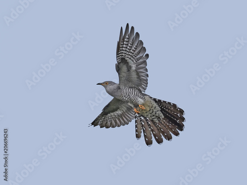 Common cuckoo (Cuculus canorus)