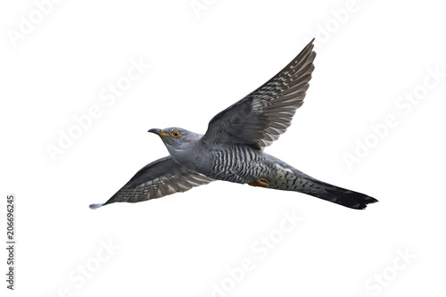 Common cuckoo (Cuculus canorus)