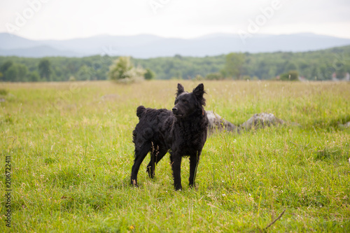 Croatian shepherd dog in the field. Black dog in nature, outdoors.