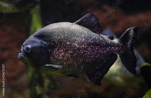 Red bellied piranha 