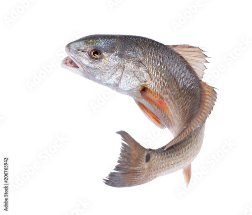 Red Drum (Sciaenops ocellatus). Uciekająca ryba. Pojedynczo na białym tle