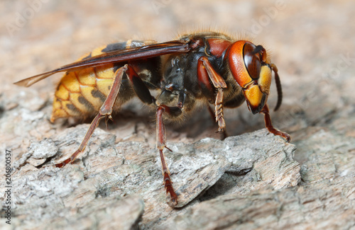 Close up view of giant hornet