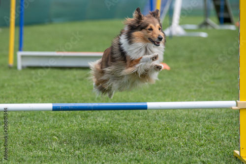 Shetland Sheepdog Sheltie jumping over obstacle on agility competition. Selective focus