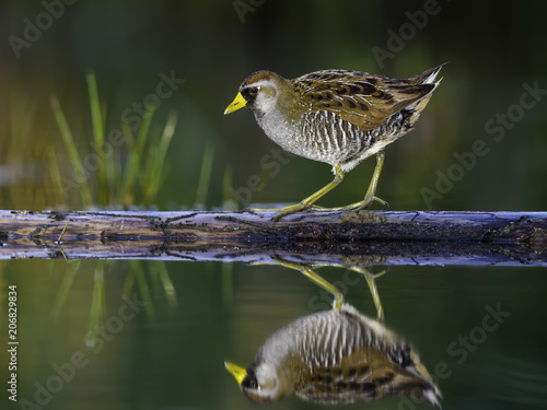 Sora Rail or Sora Crake with Reflection