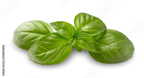 Close up studio shot of fresh green basil herb leaves isolated on white background.