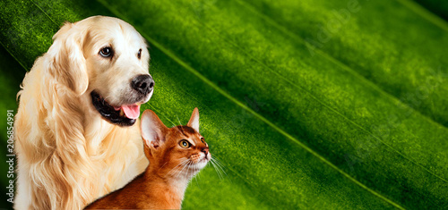 Cat and dog, abyssinian cat, golden retriever together on natural green background. Nice concept for represent healthy food or vitamins for pets