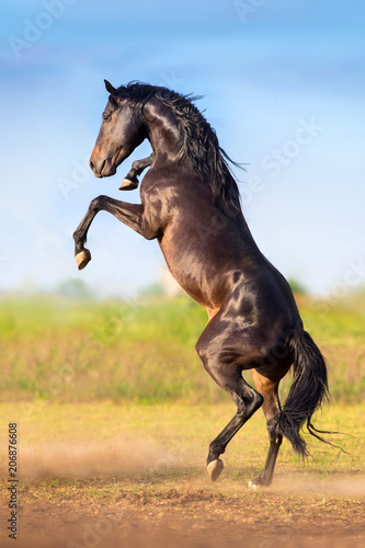 Bay stallion rearing up outdoor