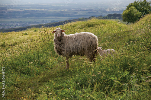 Close-up of sheep, fields, forests and hills near the town of Frascati, a pleasant and well-known place for its fine wines, near Rome. Located in the Lazio region, central Italy