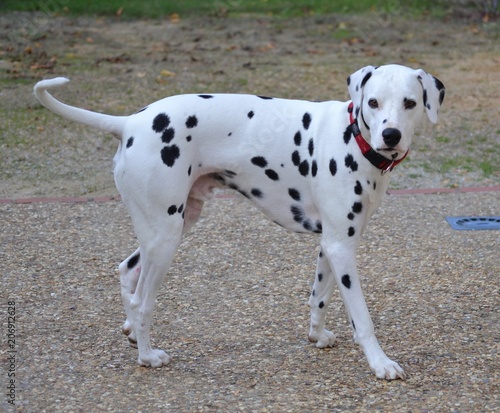 mika de la petite vallee des chiens