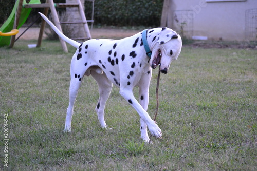 mika de la petite vallee des chiens